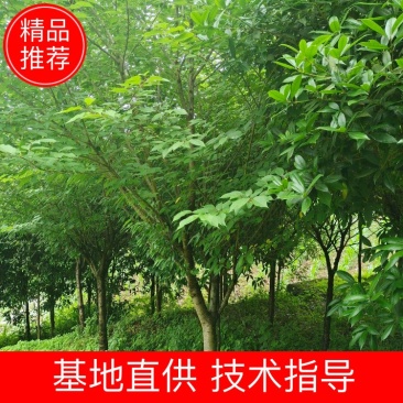 12公分精品樱花，基地直供，树型优美，常年大量供应