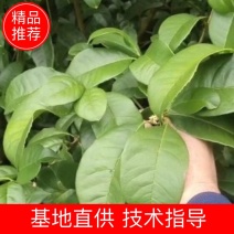 5公分四季桂（月月桂），基地直供，树型优美，常年大量供应