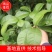 5公分四季桂（月月桂），基地直供，树型优美，常年大量供应