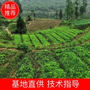 千亩种植园虎杖苗，质量保证，全程技术指导，我方原因可补苗