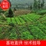 千亩种植园虎杖苗，质量保证，全程技术指导，我方原因可补苗