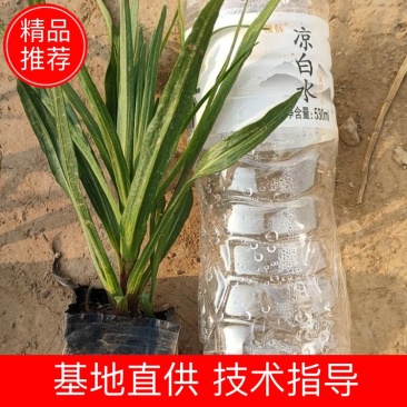 蛇鞭菊蛇鞭菊价格山东青州基地直销大量有货。