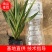 蛇鞭菊蛇鞭菊价格山东青州基地直销大量有货。