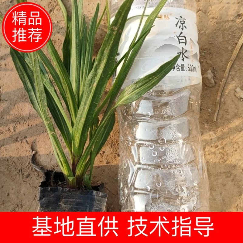 蛇鞭菊蛇鞭菊价格山东青州基地直销大量有货。