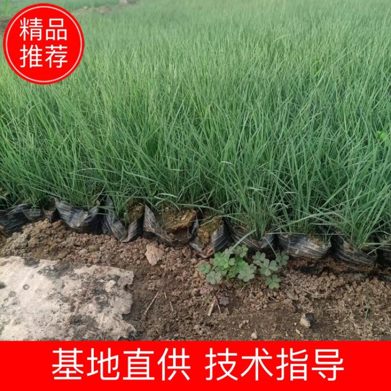 【物优价廉】山东粉黛乱子草基地直销大量有货，量大从优