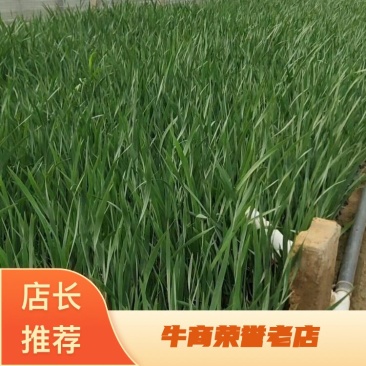 马兰马兰批发马兰价格基地直销批发马兰价格