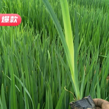 水生鸢尾，基地直供，水生鸢尾.蓝鸢尾.黄花鸢尾.红花鸢尾