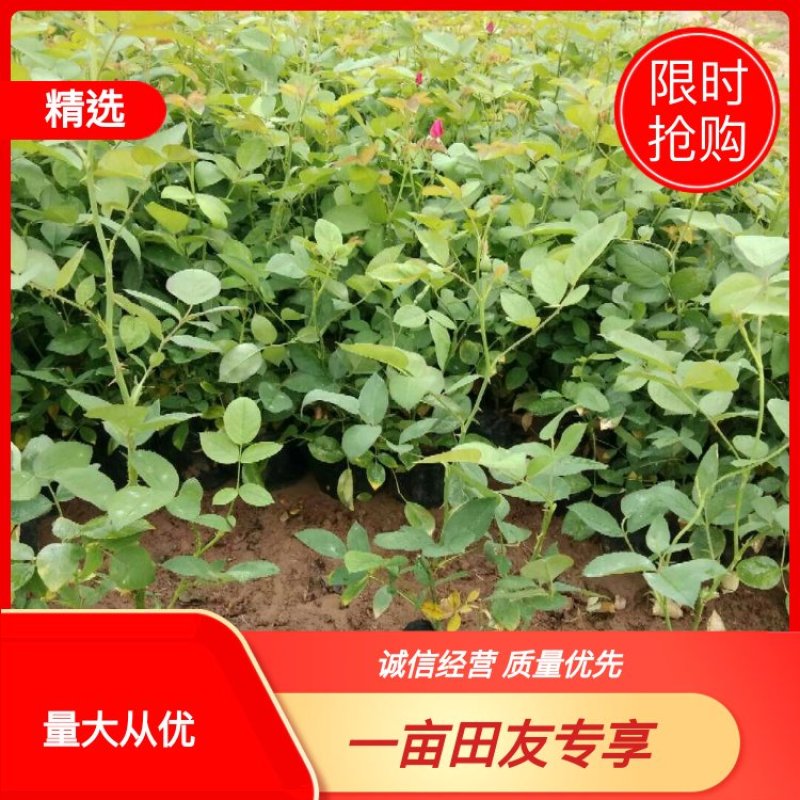 丰花月季丰花月季批发低价格基地直供各种绿化苗木