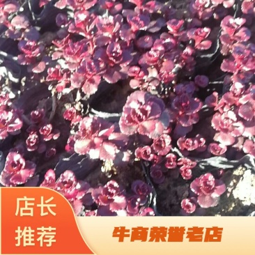 红景天小球玫瑰基地直供八宝景天三七景天红景天等。