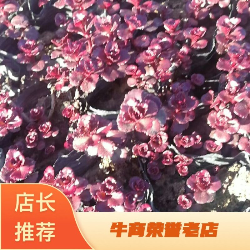红景天小球玫瑰基地直供八宝景天三七景天红景天等。