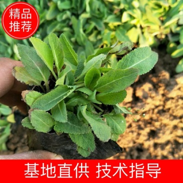 鼠尾草鼠尾草批发基地直供草花和地被鼠尾草
