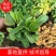 鼠尾草鼠尾草批发基地直供草花和地被鼠尾草