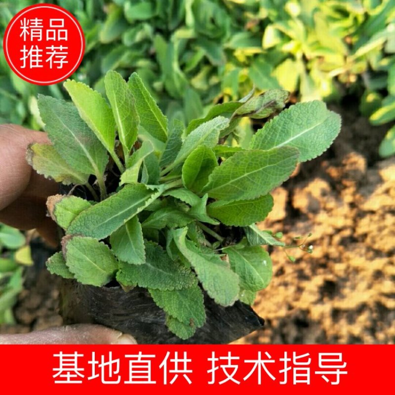 鼠尾草鼠尾草批发基地直供草花和地被鼠尾草