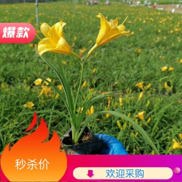 金娃娃萱草，基地直供大量出售草花宿根绿化苗木
