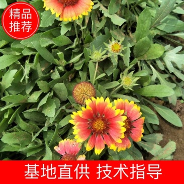 天人菊。基地直供天人菊，金鸡菊，黑心菊，国庆菊，等