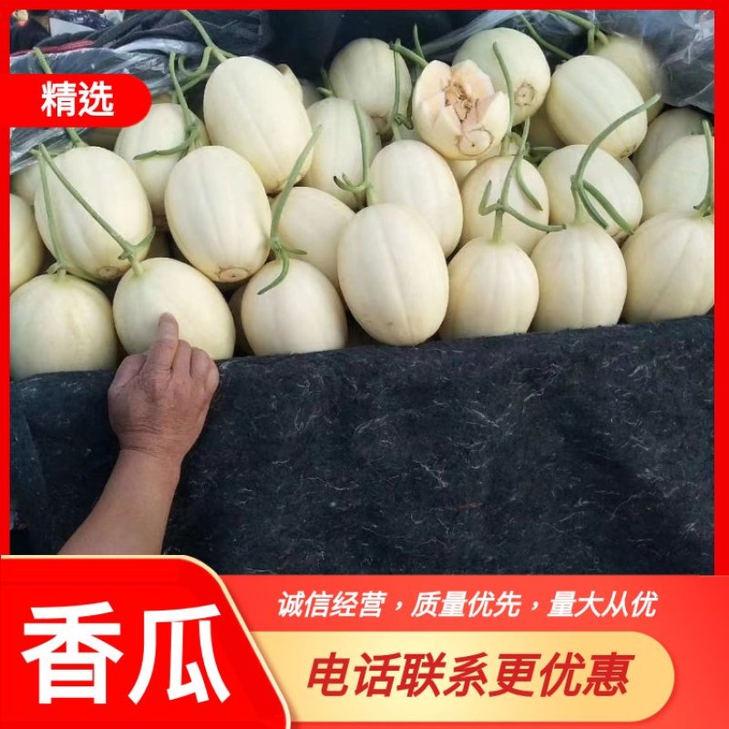 精品香瓜1.5斤以上品种多，货源充足诚信经营来电优惠