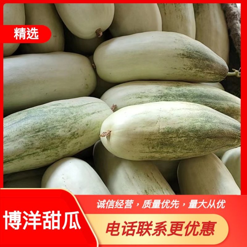 山东莘县博洋61甜瓜产地发货质量保证电商供应商超对接