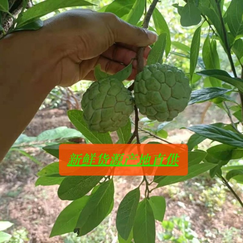 云南玉溪元江的佛头释迦果开始大量上市了。需要联系