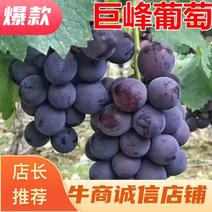 【推荐】河北万亩巨峰葡萄品质保证诚信经营欢迎老板