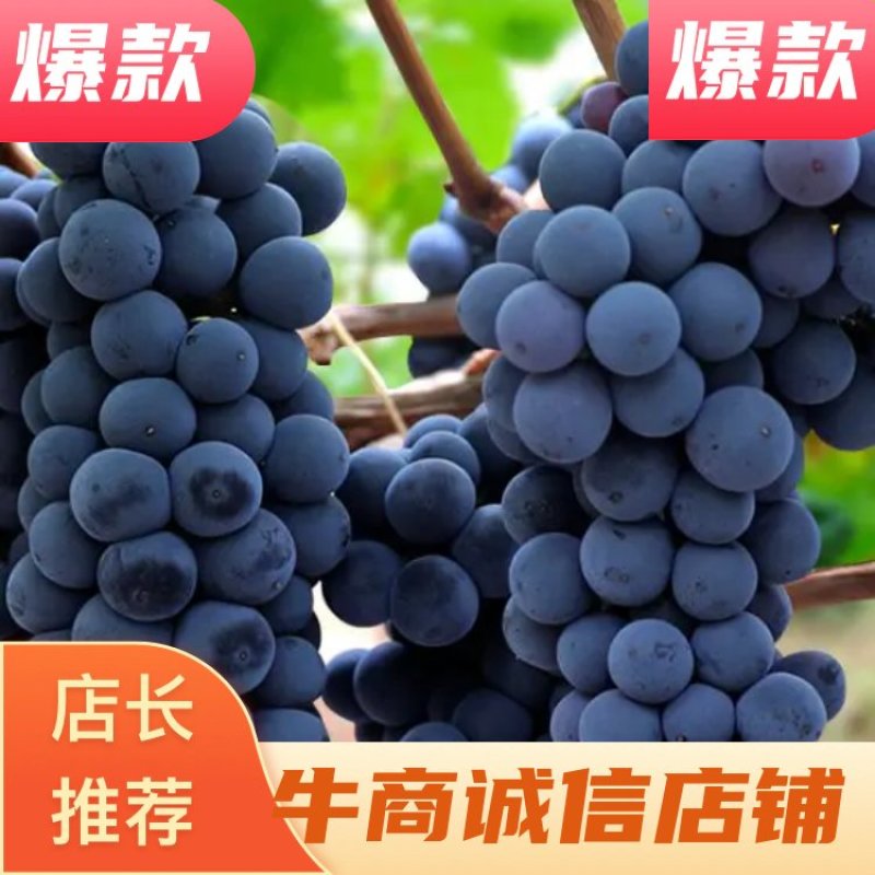 【推荐】邢台万亩夏黑葡萄园基地直供品质保证欢迎联系口感好