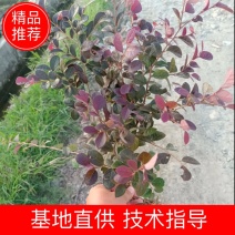 红花继木工程苗移栽苗多次平头，货源充足量大从优