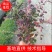 红花继木工程苗移栽苗多次平头，货源充足量大从优
