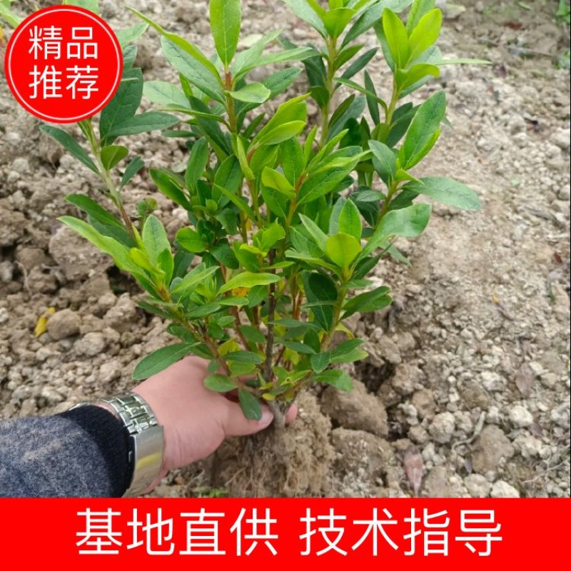 杜鹃毛鹃小毛球春鹃毛球冠幅好分支多叶面清秀