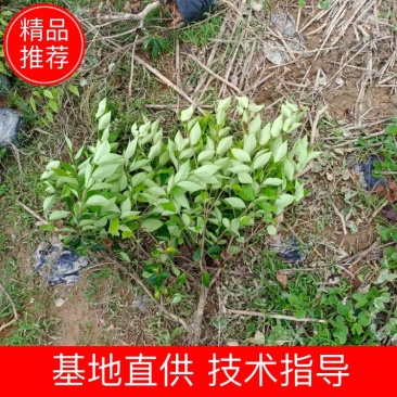 金森女贞16杯小毛球杆子粗壮分支多成活率高