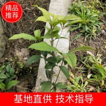 四季桂小苗杆子粗成活率高叶面清秀移栽苗