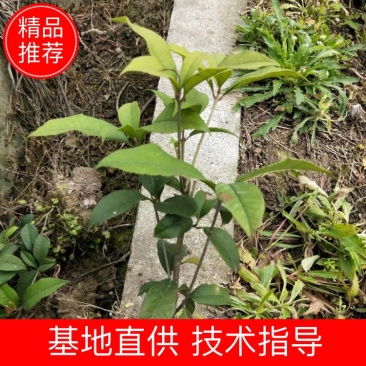 四季桂小苗杆子粗成活率高叶面清秀移栽苗