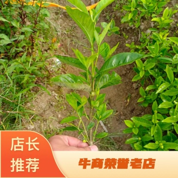 栀子花大叶中叶小叶分支多叶面清秀