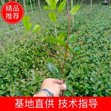 红叶石楠工程苗红叶石楠大杯苗高度20之100
