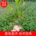 红叶石楠工程苗红叶石楠大杯苗高度20之100