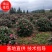 杜鹃球红继木球石楠球海桐球女贞球茶梅球