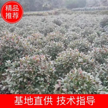 杜鹃球红继木球石楠球海桐球女贞球茶梅球