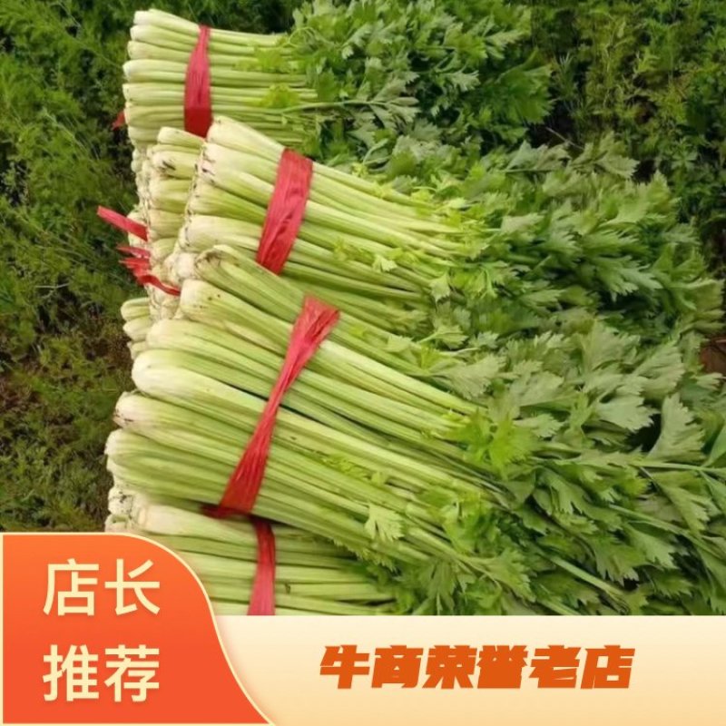 精品芹菜大量有货欢迎各位老板前来选购
