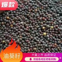 进囗油葵籽颗粒饱满质量保证大量供应中