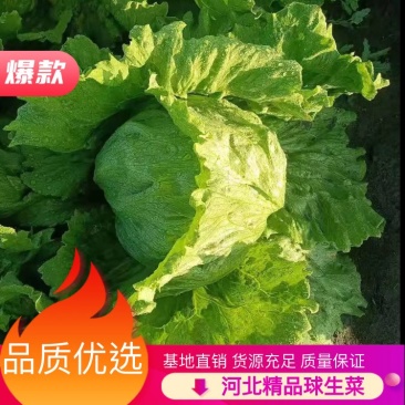 【热销】精品生菜,货源充足,基地直销,质量保证