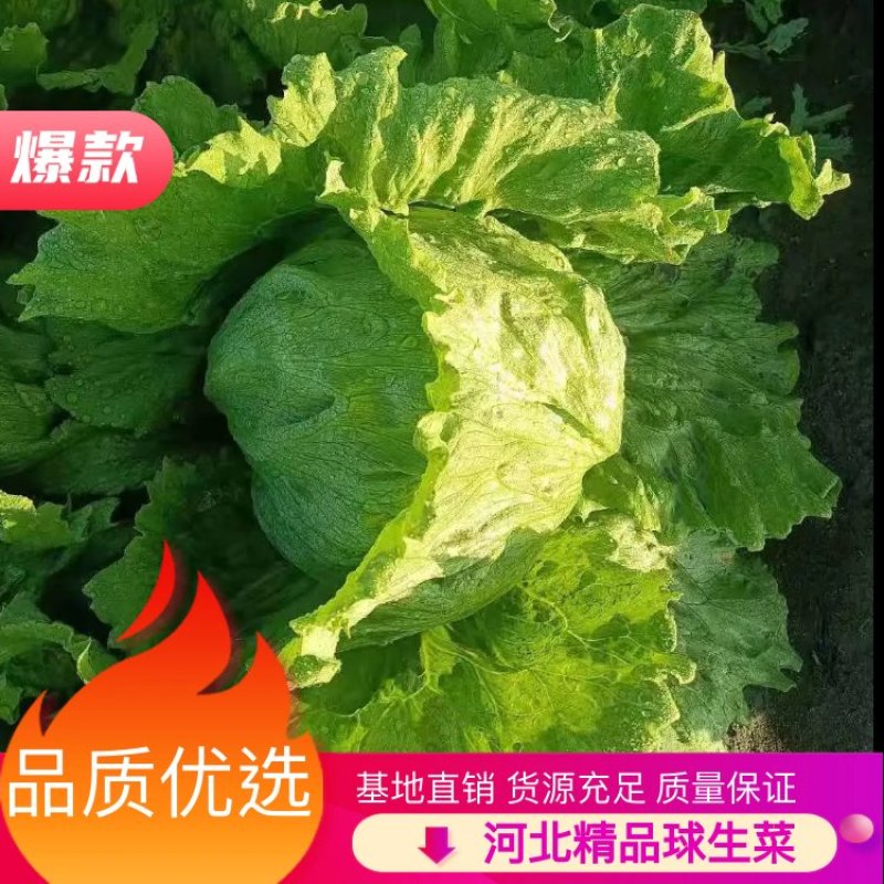 【热销】精品生菜，货源充足，基地直销，质量保证