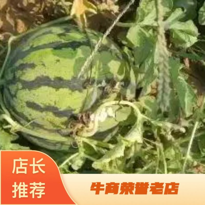 西瓜，开封祥符区陆地美都西瓜，大量供应，质量保证，