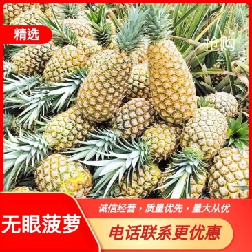 菠萝.凤梨【无眼菠萝】金钻凤梨价格优惠欢迎采购