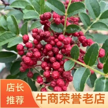 四川红花椒汉源红花椒精品贡椒产地直供货源充足稳定