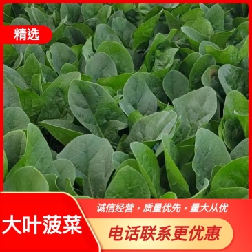 菠菜精品大叶菠菜内蒙产地直发大量上市中现摘现发