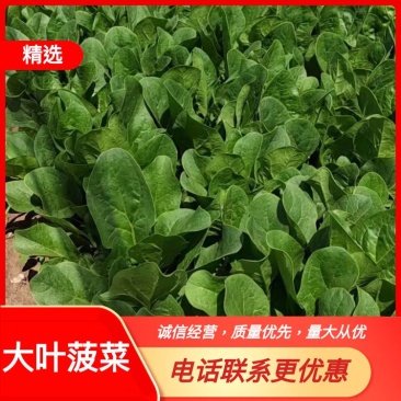 大叶菠菜，内蒙产地直发，大量上市中，量大从优新鲜发货