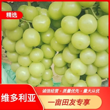 维多利亚A17.金蜜阳光玫瑰粒大串长果面干净并有专业团队