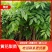 正宗海南黄花梨苗（量大价优）全国包邮,带原土发货