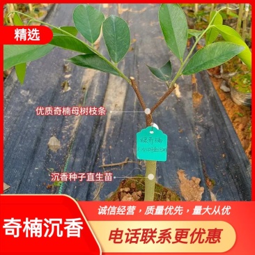 正宗奇楠沉香嫁接苗(红骨凹身)全国包邮包结香包技术指导