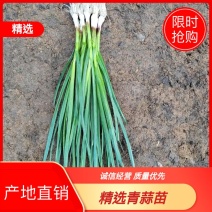精品青蒜苗大量上市，产地直销，保质保量货源充足，代发全国