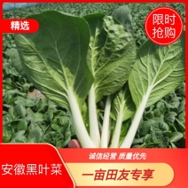 广东精品黑叶菜，现摘现发，冷库保存，品质保证，生鲜商超专