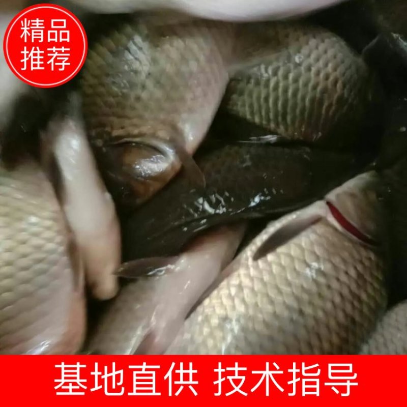 各种鱼苗齐全。成品齐全欢迎老板们合作量大从优欢迎各位老板
